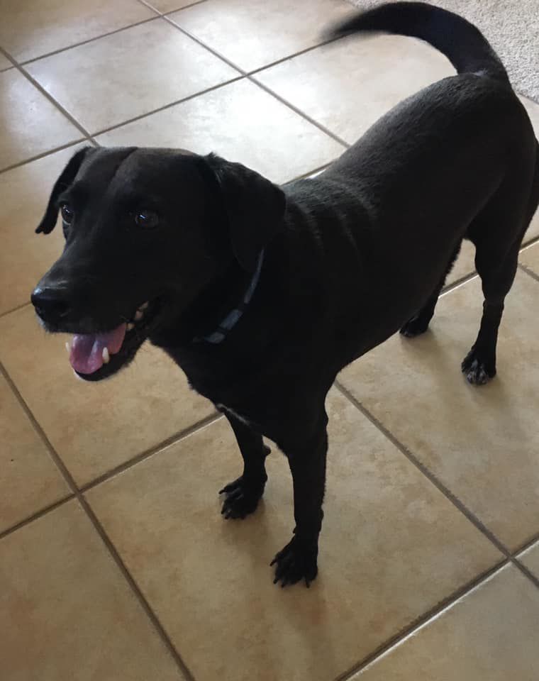 Readers pet photos